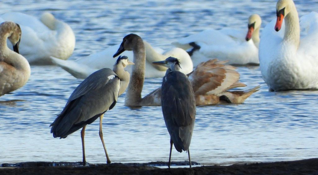 Czapla siwa (Ardea cinerea)