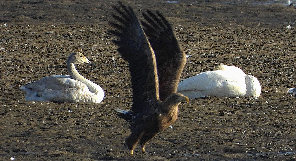 Bielik, orzeł bielik, birkut (Haliaeetus albicilla)