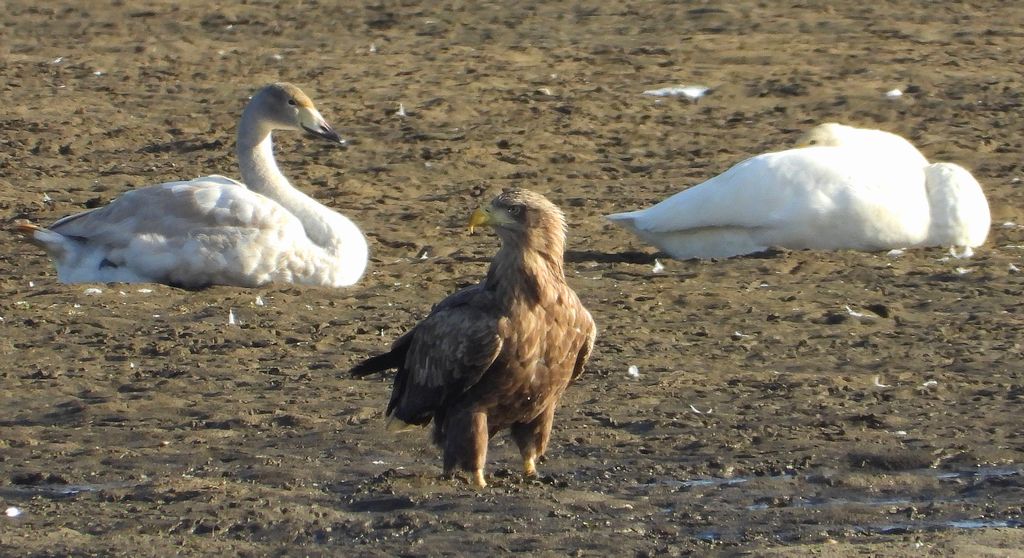 Bielik, orzeł bielik, birkut (Haliaeetus albicilla)
