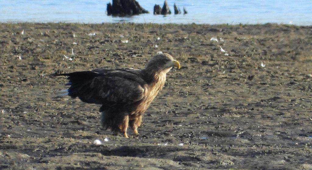 Bielik, orzeł bielik, birkut (Haliaeetus albicilla)