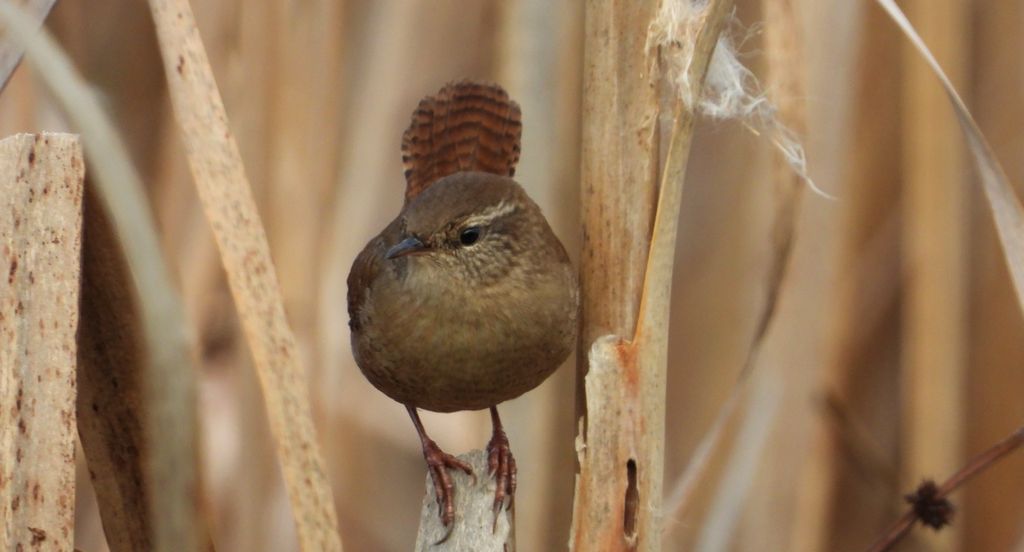 Strzyżyk zwyczajny, strzyżyk woleoczko, wole oczko (Nannus troglodytes)