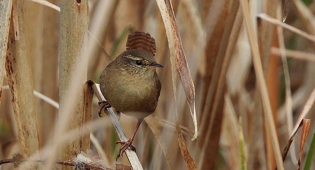 Strzyżyk zwyczajny, strzyżyk woleoczko, wole oczko (Nannus troglodytes)