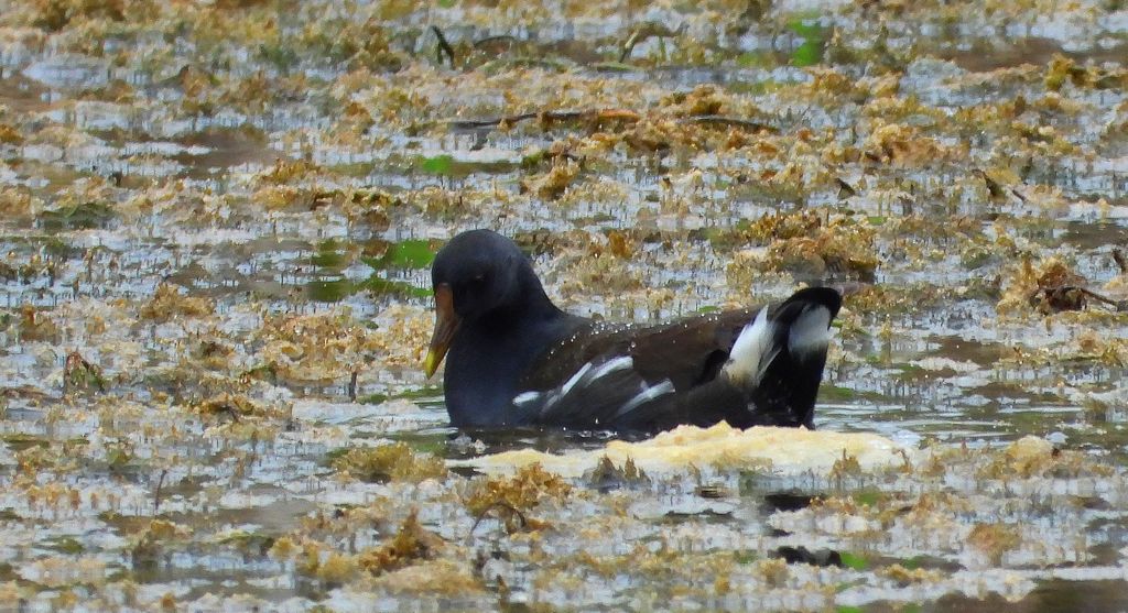 Kokoszka zwyczajna, kokoszka, kokoszka wodna, kurka wodna (Gallinula chloropus)