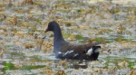 Kokoszka zwyczajna, kokoszka, kokoszka wodna, kurka wodna (Gallinula chloropus)