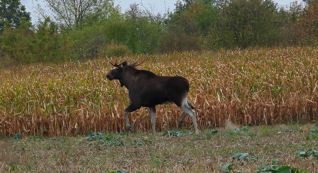 Łoś euroazjatycki, łoś (Alces alces)
