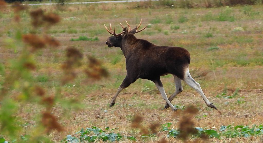 Łoś euroazjatycki, łoś (Alces alces)