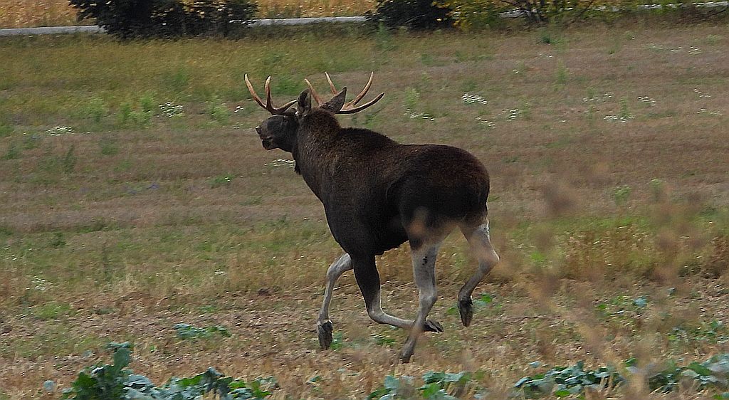 Łoś euroazjatycki, łoś (Alces alces)