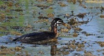 Perkoz rdzawoszyi (Podiceps grisegena)