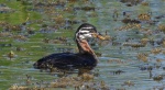 Perkoz rdzawoszyi (Podiceps grisegena)