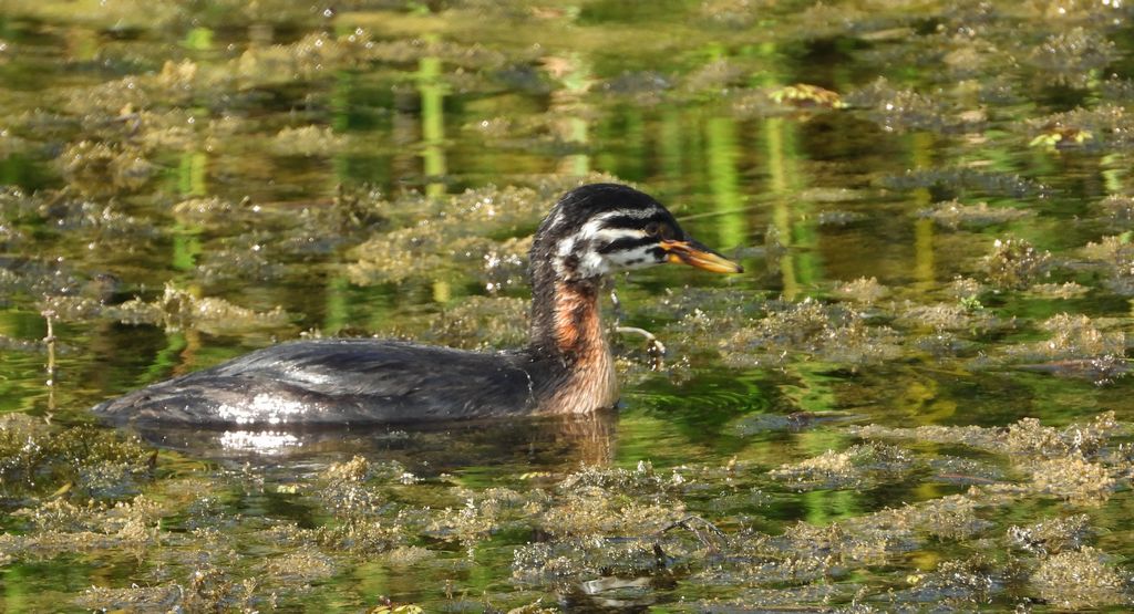 Perkoz rdzawoszyi (Podiceps grisegena)