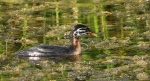 Perkoz rdzawoszyi (Podiceps grisegena)