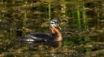 Perkoz rdzawoszyi (Podiceps grisegena)