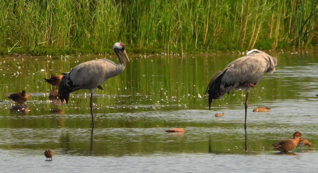 Żuraw, żuraw popielaty, żuraw szary (Grus grus) i kszyk, bekas kszyk, bekas baranek (Gallinago gallinago) i cyraneczka zwyczajna, cyraneczka (Anas crecca)