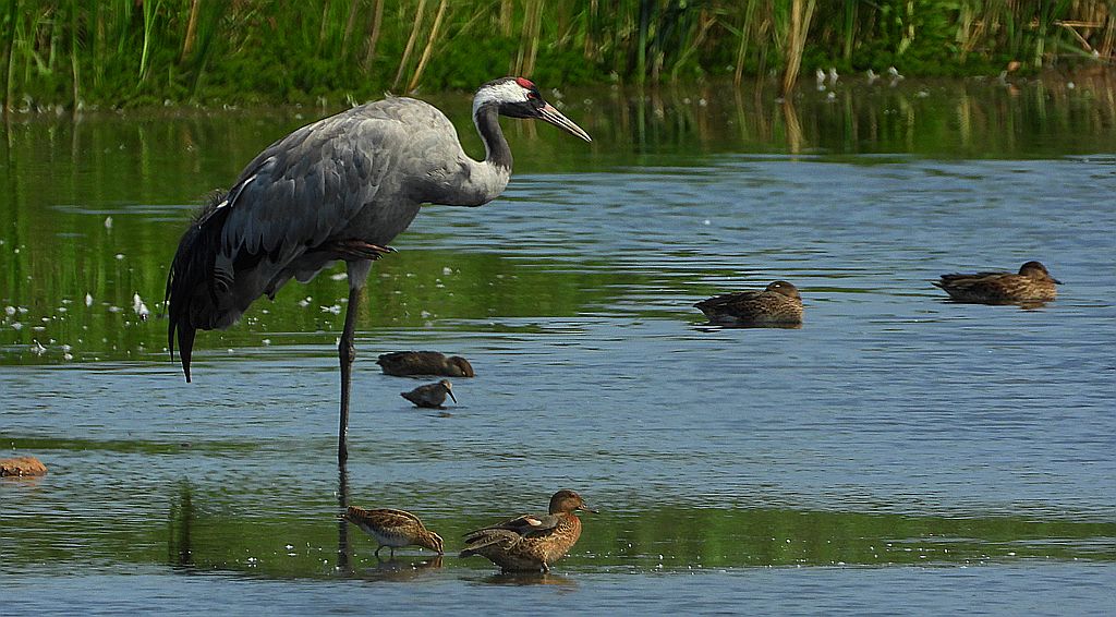 Żuraw, żuraw popielaty, żuraw szary (Grus grus) i kszyk, bekas kszyk, bekas baranek (Gallinago gallinago) i cyraneczka zwyczajna, cyraneczka (Anas crecca)