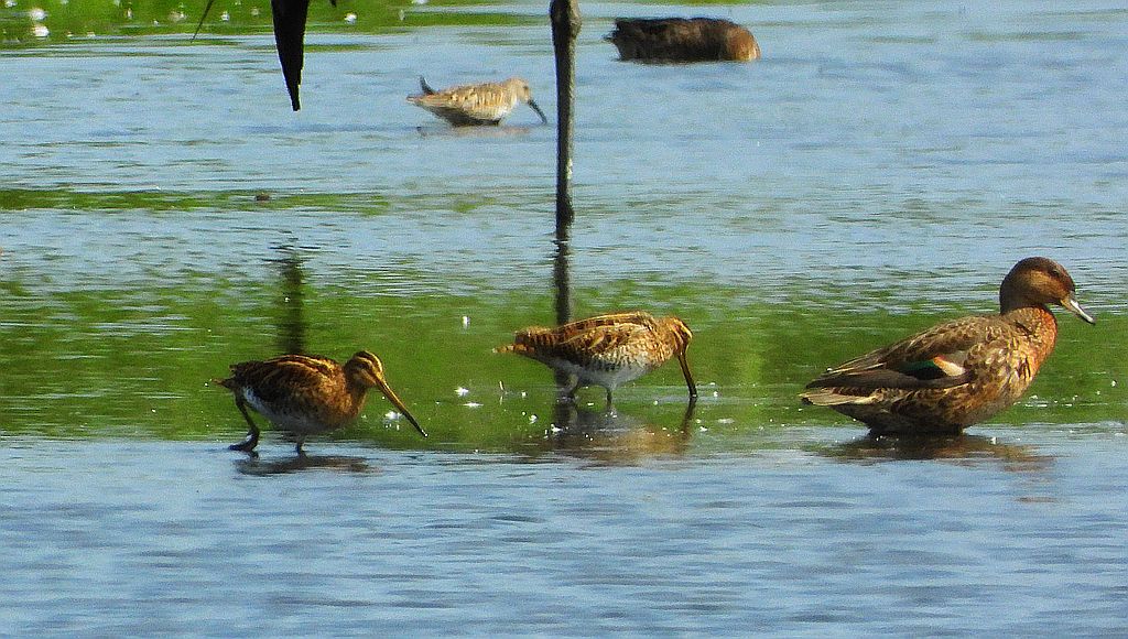 Żuraw, żuraw popielaty, żuraw szary (Grus grus) i kszyk, bekas kszyk, bekas baranek (Gallinago gallinago) i cyraneczka zwyczajna, cyraneczka (Anas crecca)