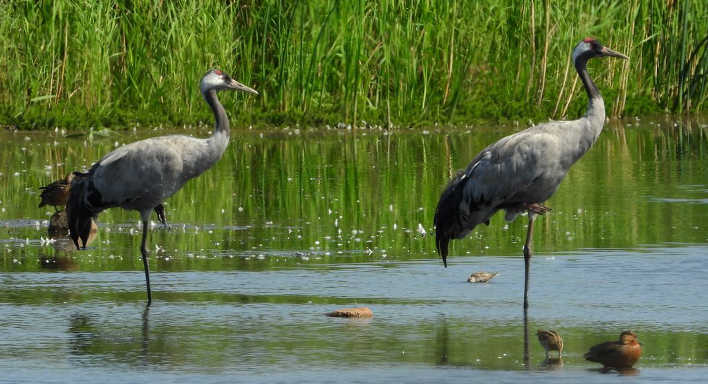 Żuraw, żuraw popielaty, żuraw szary (Grus grus) i kszyk, bekas kszyk, bekas baranek (Gallinago gallinago) i cyraneczka zwyczajna, cyraneczka (Anas crecca)