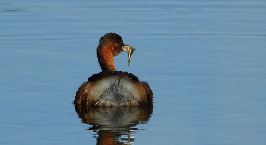Perkozek (Tachybaptus ruficollis)