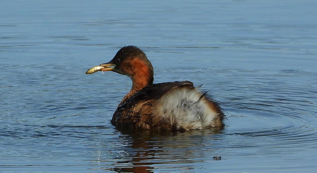 Perkozek (Tachybaptus ruficollis)