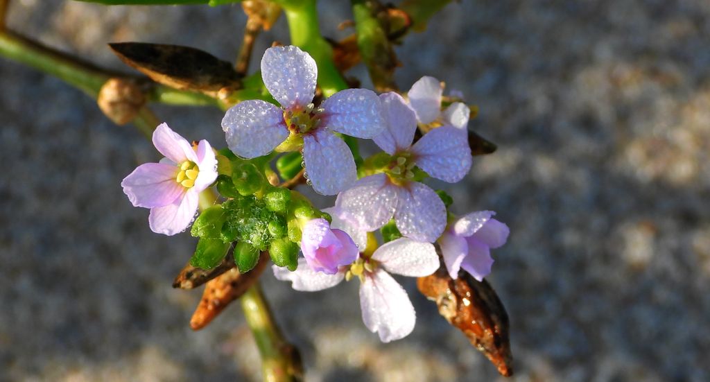 Rukwiel nadmorska, dziobak nadmorski (Cakile maritima)