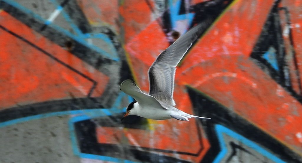 Rybitwa rzeczna, rybitwa zwyczajna (Sterna hirundo)