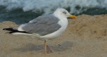 Mewa srebrzysta (Larus argentatus)