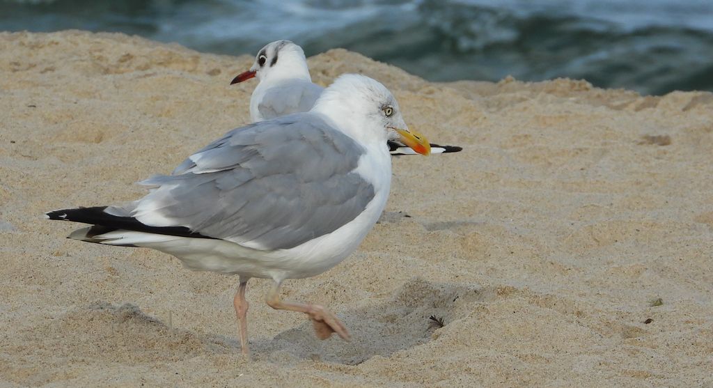 Mewa srebrzysta (Larus argentatus)