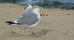 Mewa srebrzysta (Larus argentatus)