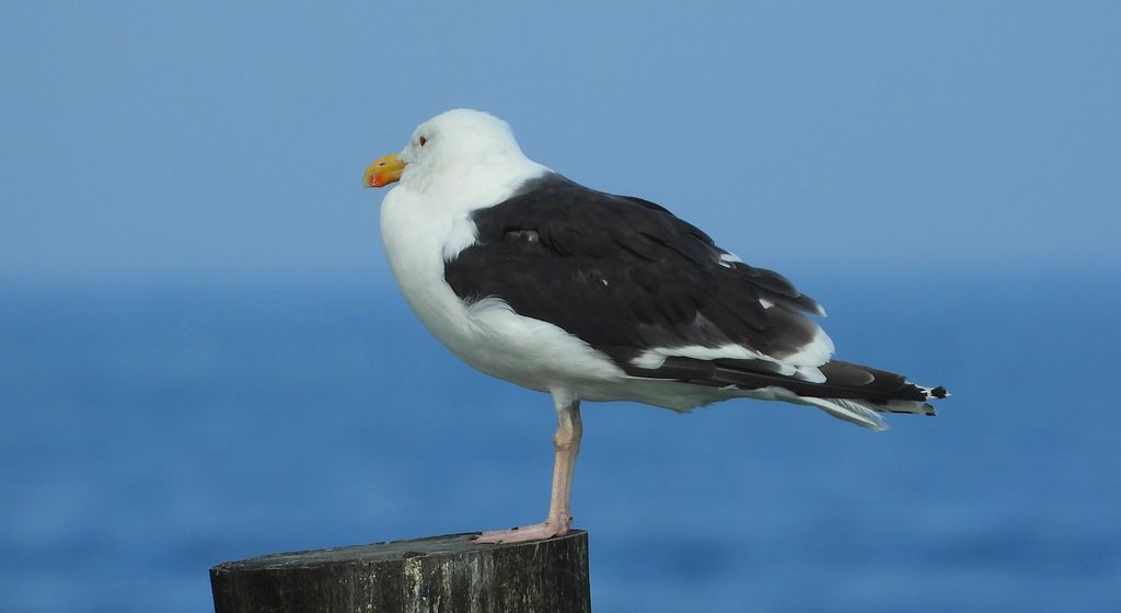 Mewa siodłata (Larus marinus)