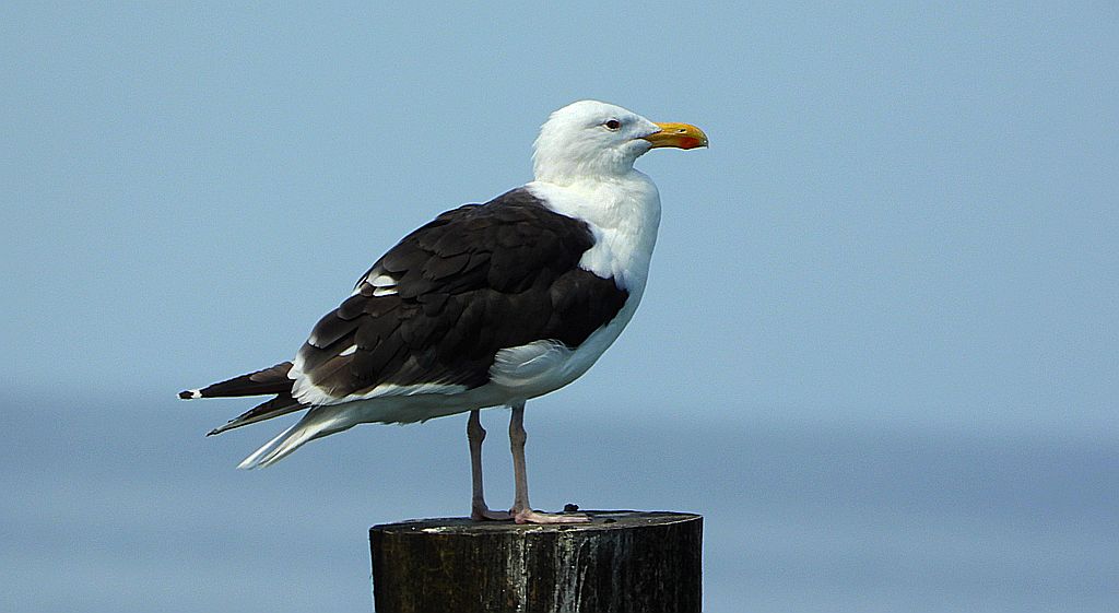 Mewa siodłata (Larus marinus)