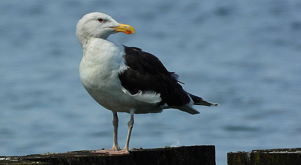 Mewa siodłata (Larus marinus)