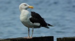 Mewa siodłata (Larus marinus)
