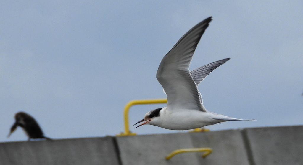 Rybitwa rzeczna, rybitwa zwyczajna (Sterna hirundo)