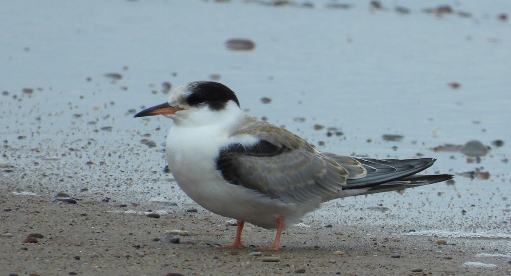 Rybitwa rzeczna, rybitwa zwyczajna (Sterna hirundo)