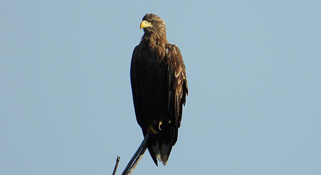 Bielik, orzeł bielik, birkut (Haliaeetus albicilla)