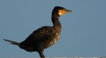 Kormoran, kormoran czarny (Phalacrocorax carbo)