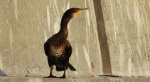 Kormoran, kormoran czarny (Phalacrocorax carbo)