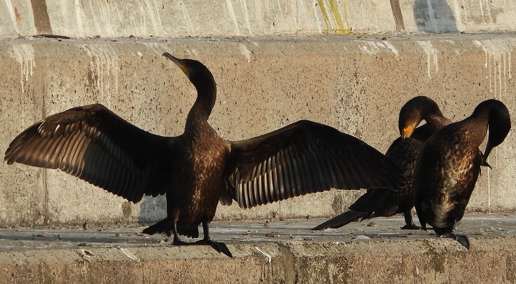 Kormoran, kormoran czarny (Phalacrocorax carbo)