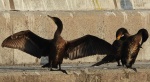 Kormoran, kormoran czarny (Phalacrocorax carbo)