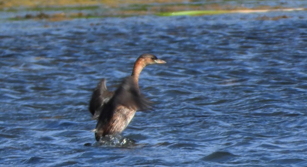 Perkozek (Tachybaptus ruficollis)
