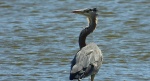 Czapla siwa (Ardea cinerea)