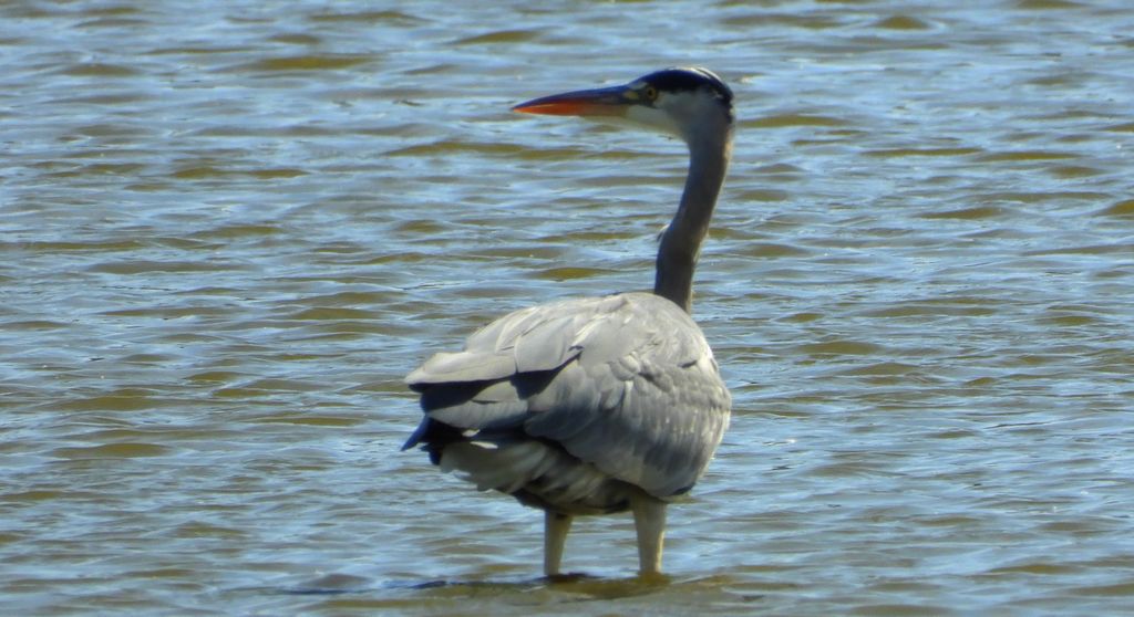 Czapla siwa (Ardea cinerea)