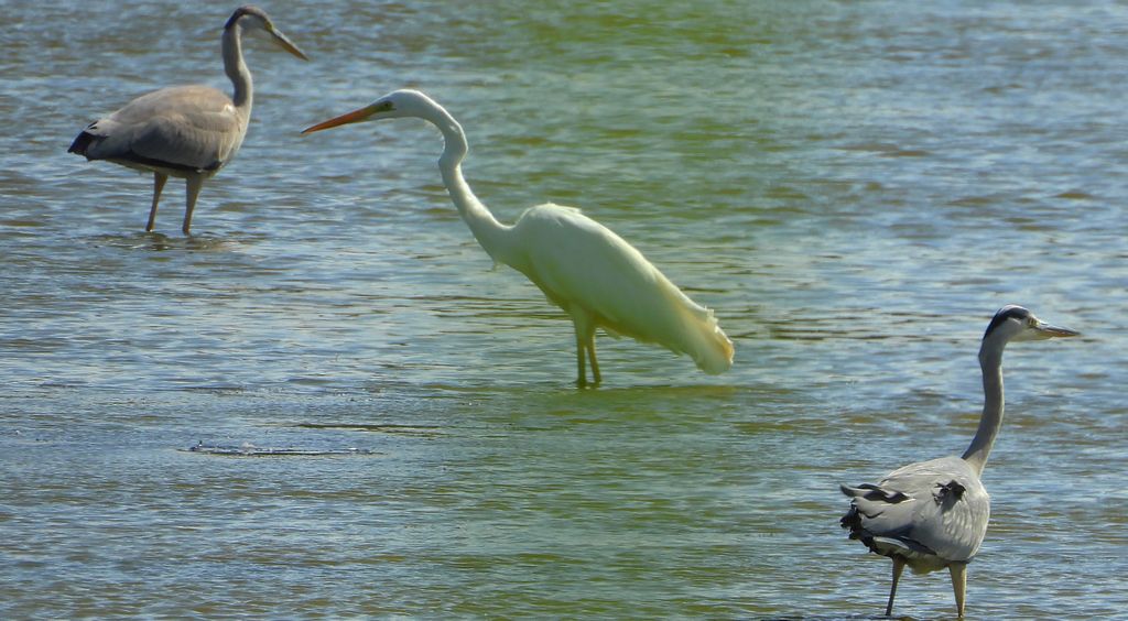 Czapla siwa (Ardea cinerea) i czapla biała (Ardea alba)