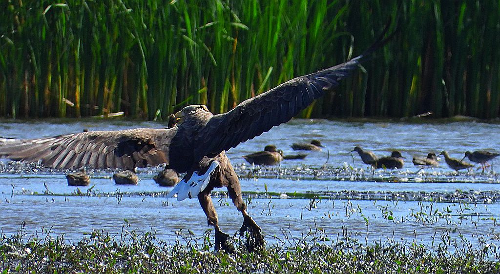 Bielik, orzeł bielik, birkut (Haliaeetus albicilla)