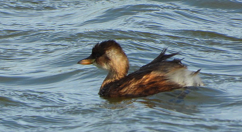 Perkozek (Tachybaptus ruficollis)