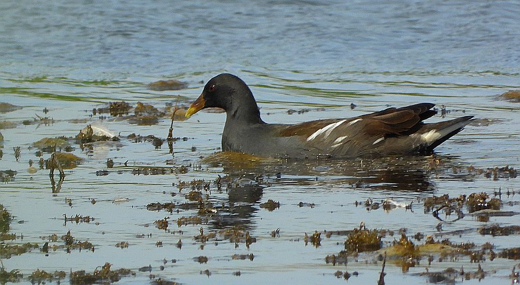 Kokoszka zwyczajna, kokoszka, kokoszka wodna, kurka wodna (Gallinula chloropus)