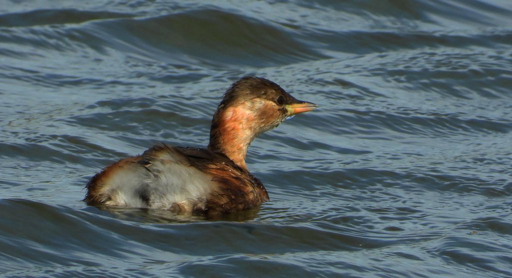 Perkozek (Tachybaptus ruficollis)