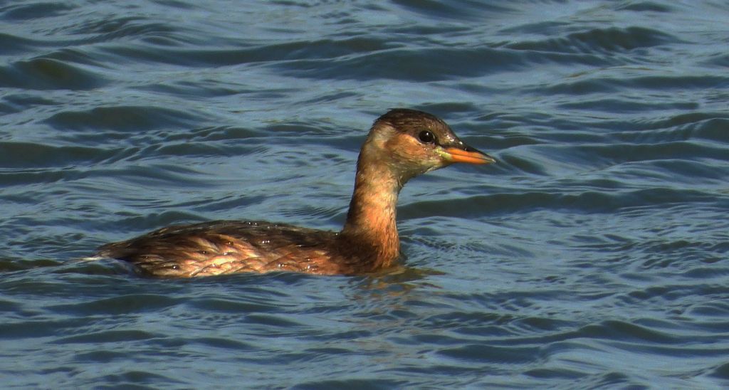 Perkozek (Tachybaptus ruficollis)