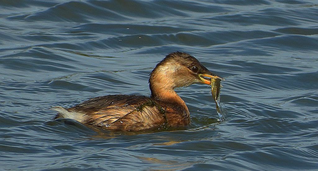 Perkozek (Tachybaptus ruficollis)