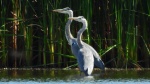 Czapla siwa (Ardea cinerea)