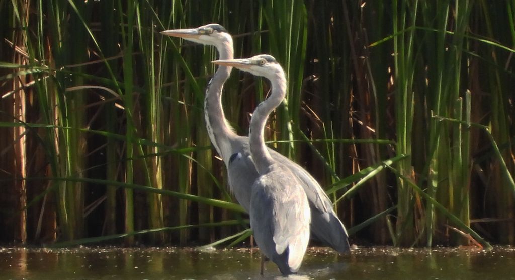 Czapla siwa (Ardea cinerea)